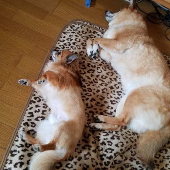 犬種は違ってもシンクロしちゃう犬達