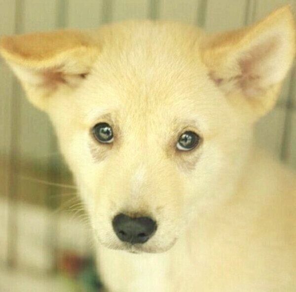 保護当時・生後3カ月頃のくるりちゃん