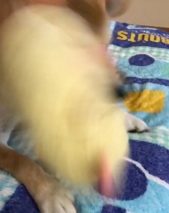 遊ぶ柴犬