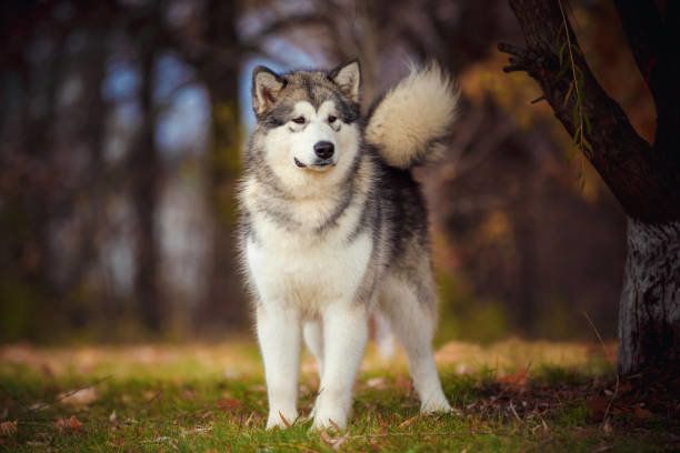 アラスカン マラミュートの特徴と性格 価格相場 犬図鑑 いぬのきもちweb Magazine