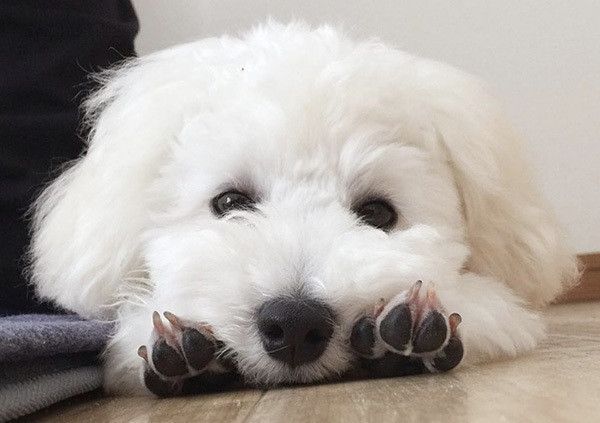 見つめる犬