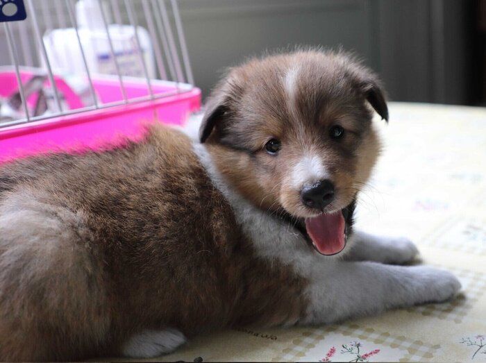 小さくて愛らしい子犬時代のリリィちゃん