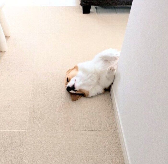 眠ってしまったこまちちゃん