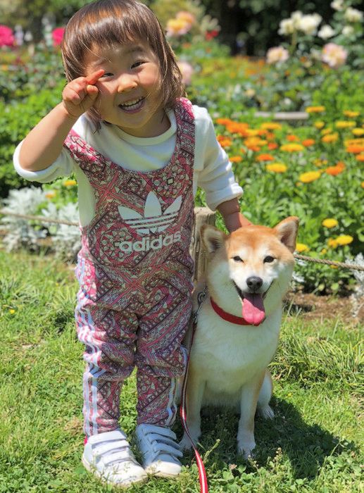 帽子が似合いすぎる柴犬