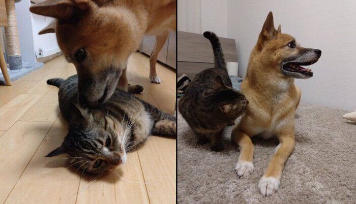 ���ߤ��Υ˥������̤������������󡢥Υ������