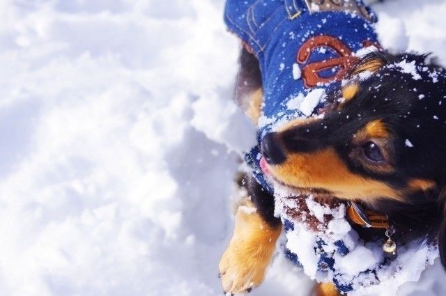 雪の中で遊ぶミニチュアダックスフンド