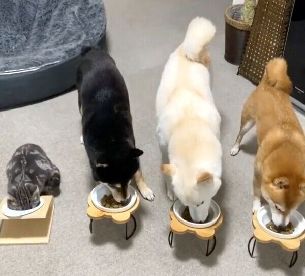 ごはんを食べるキキくん、いぶきちゃん、さきちゃん、はづきくん