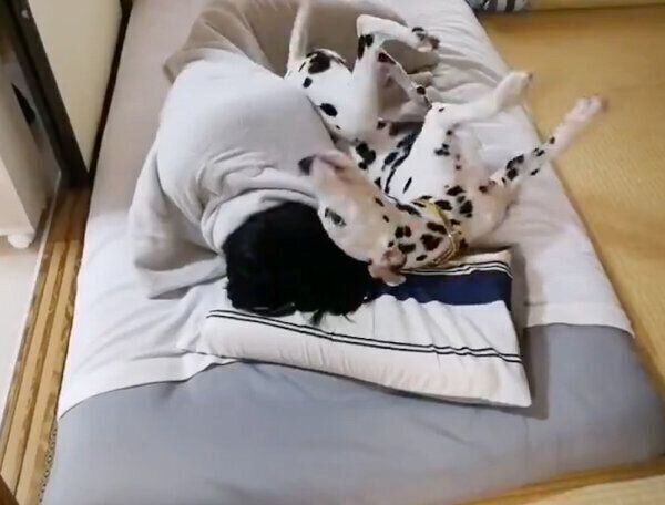 飼い主さんを起こすケイトちゃん