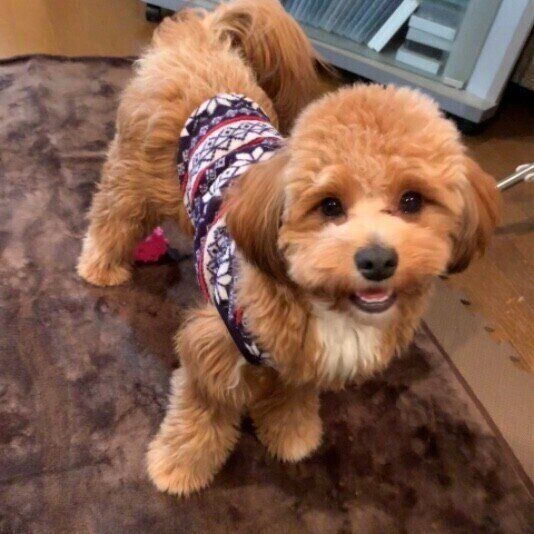 見つめるMix犬