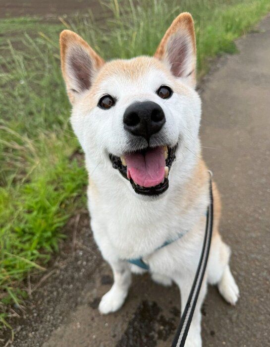 笑顔で散歩を楽しむ福丸くん