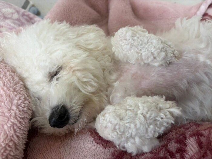 眠っているビションフリーゼ