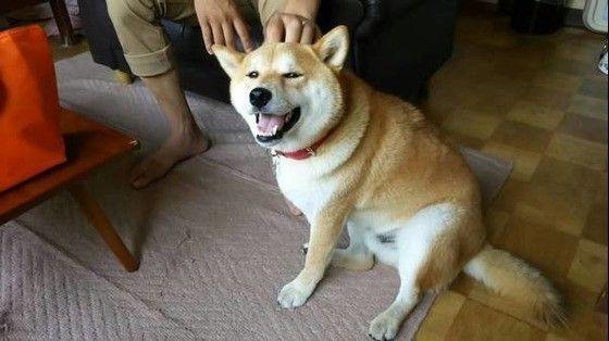 微笑む柴犬