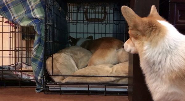 見つめるコーギー
