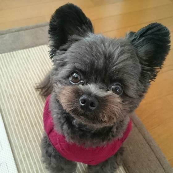 じーっと見つめるMIX犬