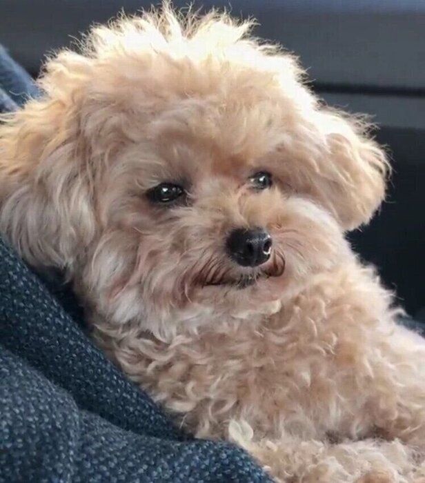 帰宅する車内で目を細めるモカちゃん