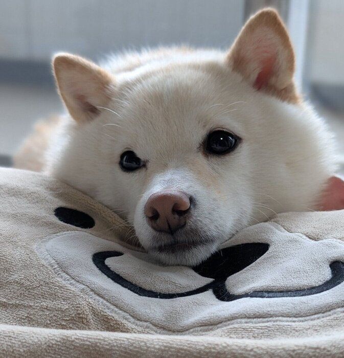 まったりする餅子ちゃん