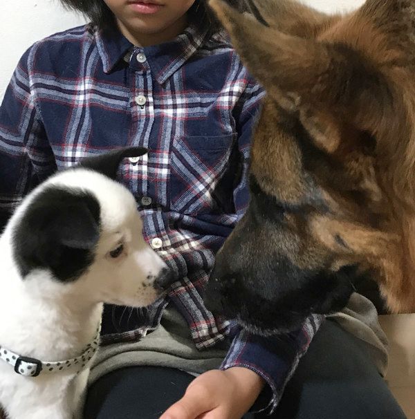 保護犬