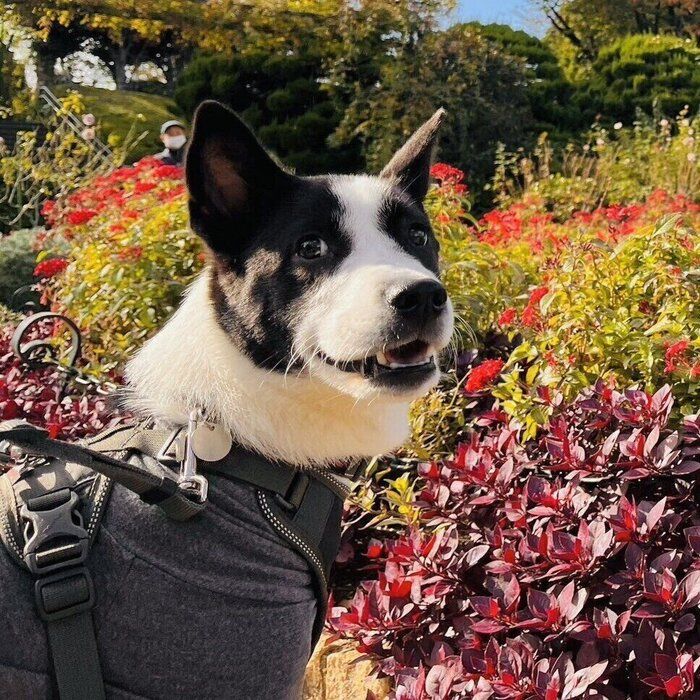 穏やかな表情がかわいいパユちゃん 見ているだけで癒やされる