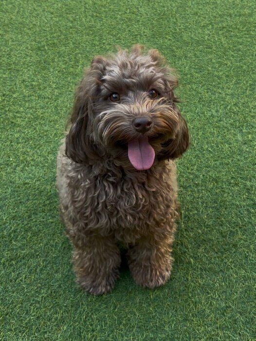 初めてのドッグランを楽しむ様子の犬