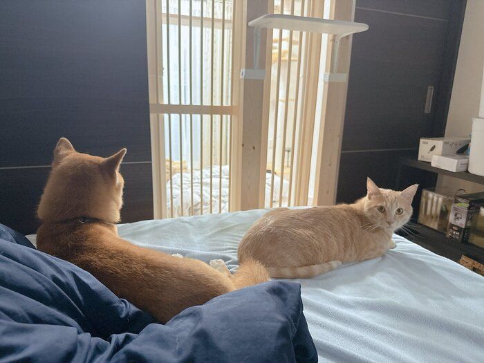 寝室へ避難するおかかくん、きんぴらくん