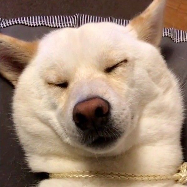柴犬