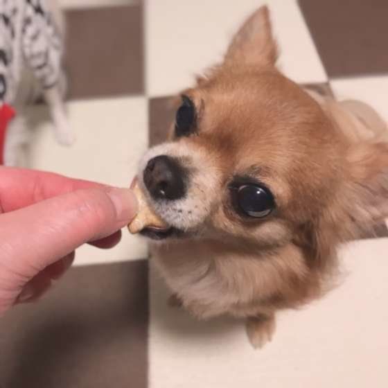 おやつを食べるチワワ