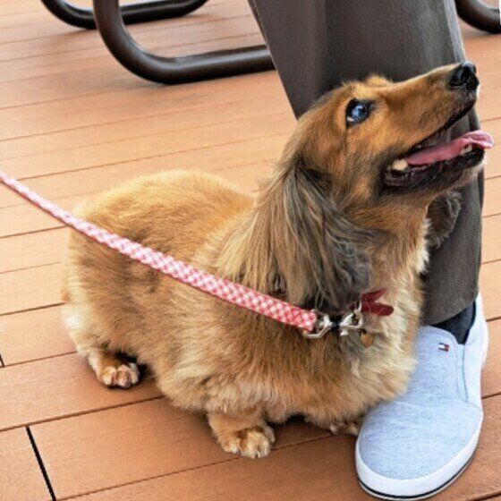 足にピタッとくっついて飼い主さんを見つめるワンちゃん