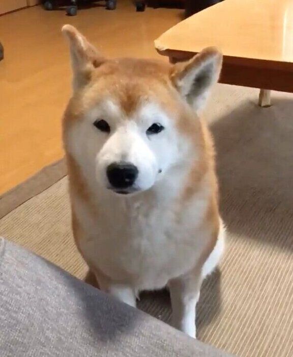 様子を伺うロペさん