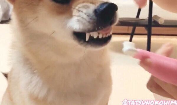 ムキ顔でお利口に歯磨きをするタツノコ姫ちゃん