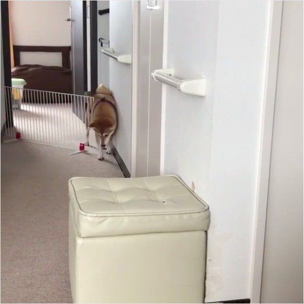 脱走ワンコ