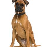 土佐犬の特徴と性格 飼い方 価格相場など 犬図鑑 いぬのきもちweb Magazine 土佐犬の特徴と性格 飼い方 価格相場など 犬図鑑 いぬのきもちweb Magazine