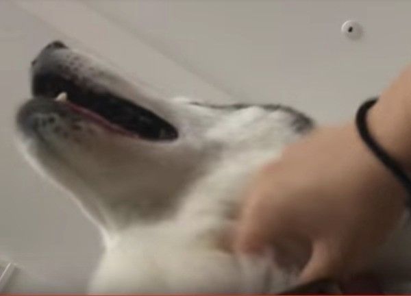 シベリアン・ハスキー