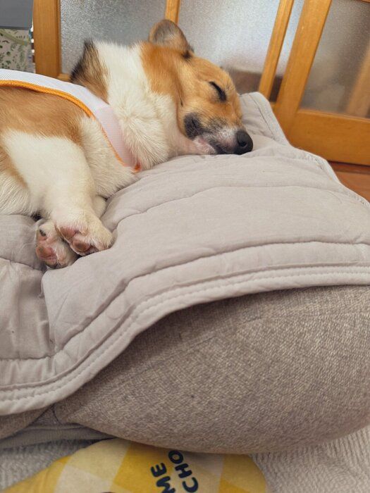 気持ちよさそうな寝顔 実は飼い主さんとちろるくんはお誕生日が同じなのだとか