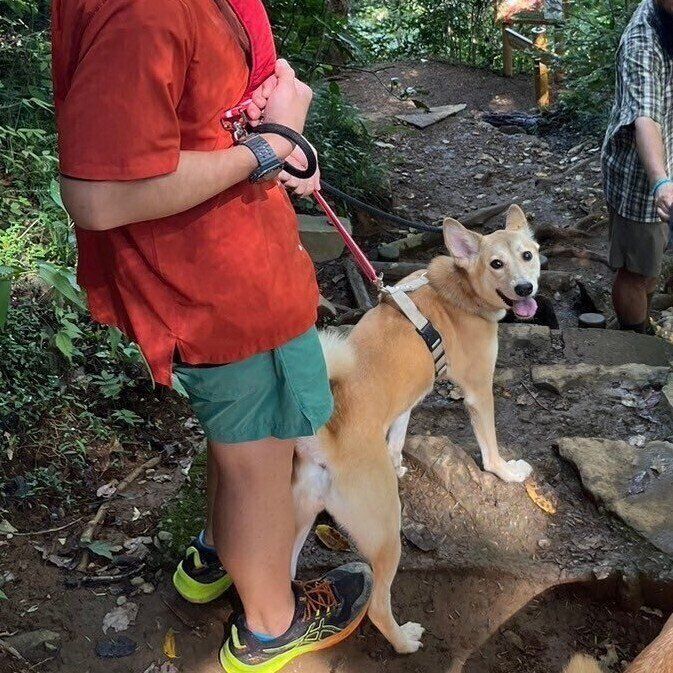 登山中のピッチちゃんの様子