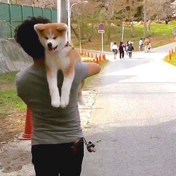 秋田犬