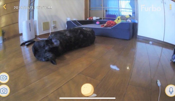ペットカメラ