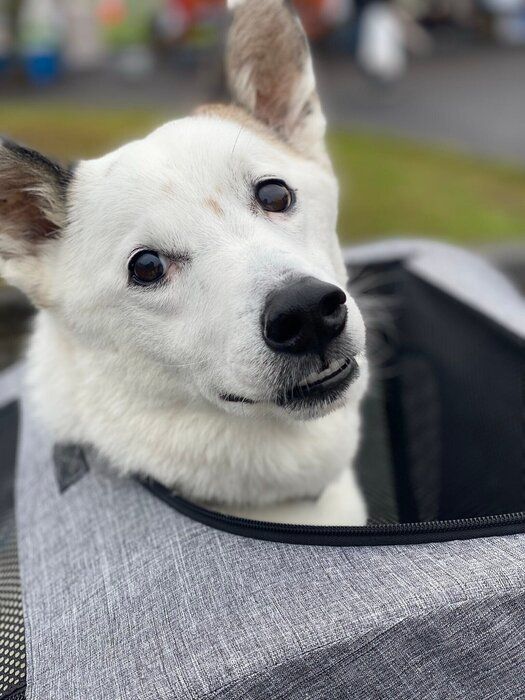こちらを見ている犬