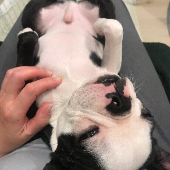 ボストン・テリアのgharちゃん