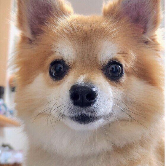 ドアップのワンちゃん