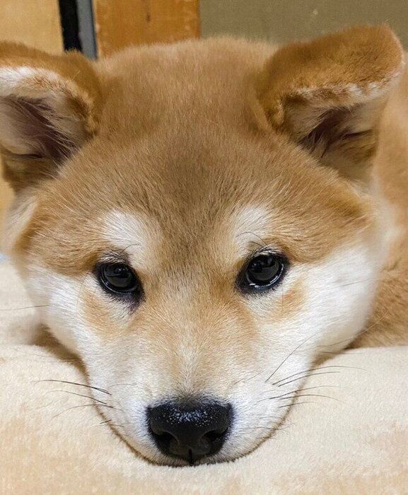 子犬時代のてんくん