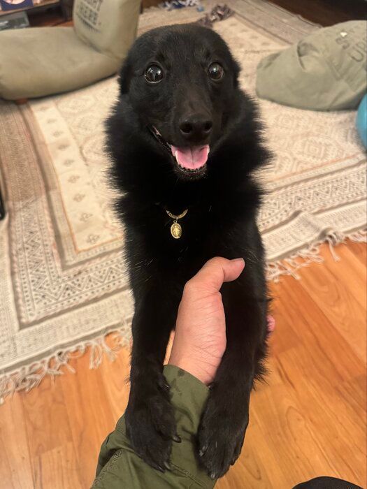 4才のスキッパーキ