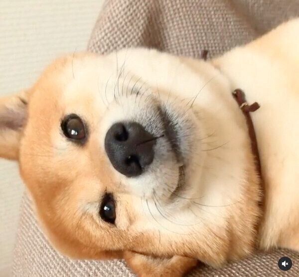 寝転がるエマちゃん