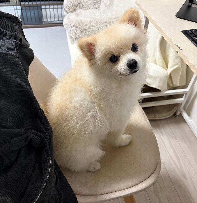 飼い主さんの椅子を奪うこうしろうくん