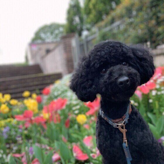 土や泥をパクパク食べてしまう犬がいる?犬が土を食べる理由とは いぬのきもち
