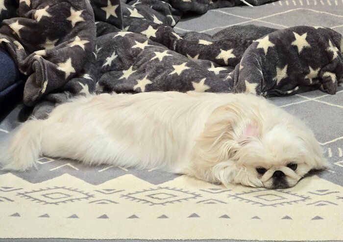 まったりくつろぐぱんちゃん。