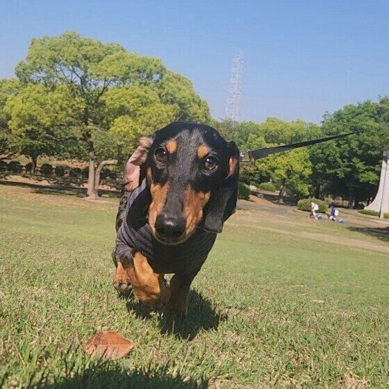 犬が草を食べるとどんな危険がある? 犬が草を食べる理由と対処法