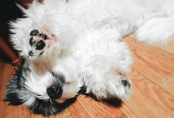 寝転ぶ犬