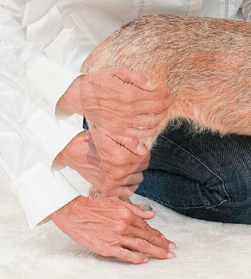 足先をなでられる犬