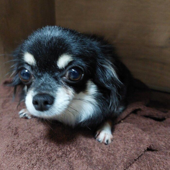 お迎え当時のみつ子ちゃん