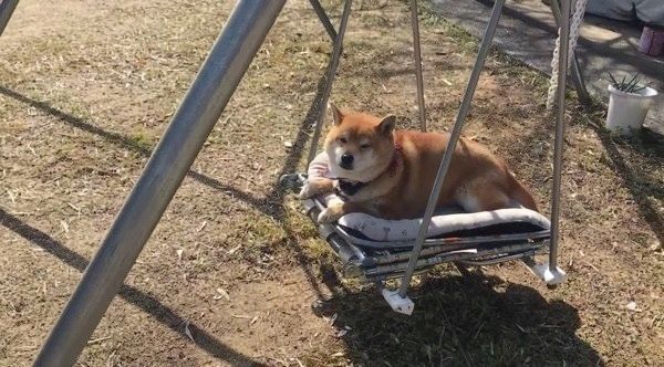 ブランコに乗る柴犬